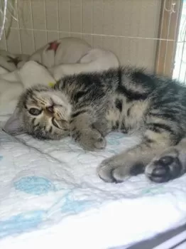 るる 様のお迎えした子猫