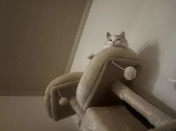 M.Y 様のお迎えした子猫