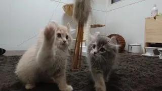 K.N 様のお迎えした子猫