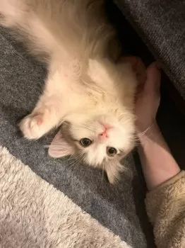 みな 様のお迎えした子猫