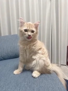 H.S 様のお迎えした子猫