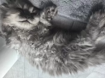 A 様のお迎えした子猫
