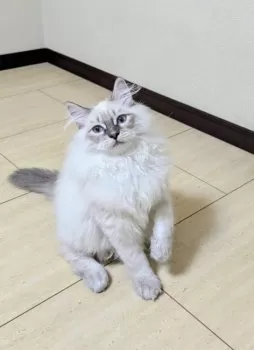 ご隠居 様のお迎えした子猫
