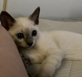 SugarS 様のお迎えした子猫