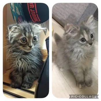 ユウ 様のお迎えした子猫