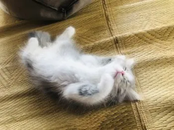 ちい 様のお迎えした子猫