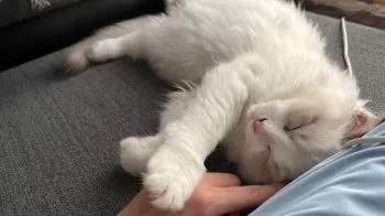 K.S 様のお迎えした子猫