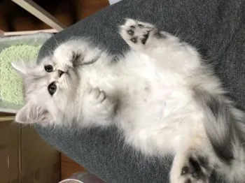 セージ 様のお迎えした子猫