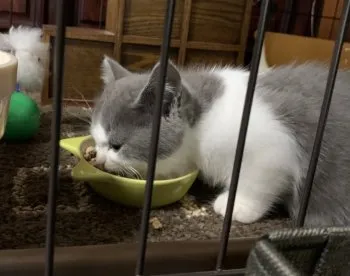 のぶ 様のお迎えした子猫