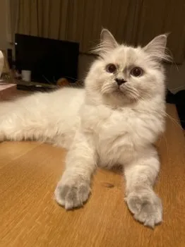 みゆキッチン 様のお迎えした子猫