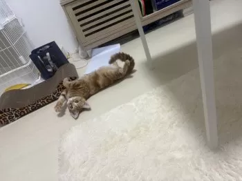 ゆ 様のお迎えした子猫