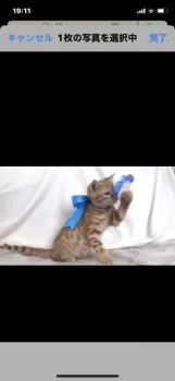 M.K 様のお迎えした子猫