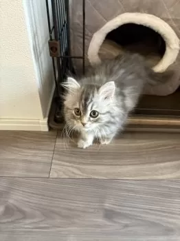 sayo 様のお迎えした子猫