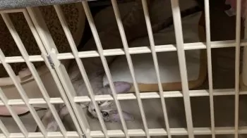 M.E 様のお迎えした子猫