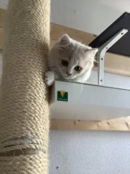 こうまま 様のお迎えした子猫