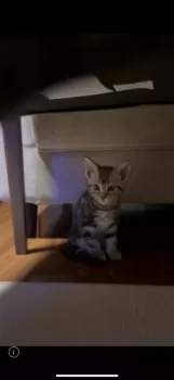 A.K 様のお迎えした子猫