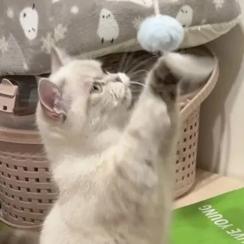 はよん 様のお迎えした子猫