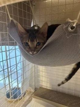 M.M 様のお迎えした子猫