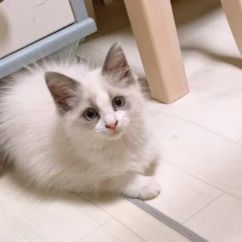 ぱぴ 様のお迎えした子猫