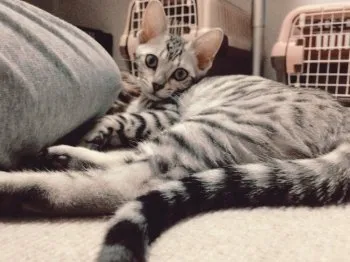 イノウエ 様のお迎えした子猫