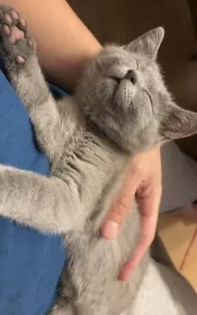 S.M 様のお迎えした子猫