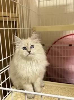 M.Y 様のお迎えした子猫