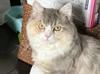 ゆずチャン 様のお迎えした子猫