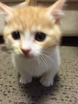 まちゃ 様のお迎えした子猫