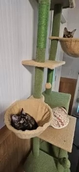 ほち 様のお迎えした子猫