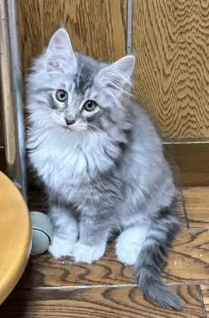 スマイリィ 様のお迎えした子猫