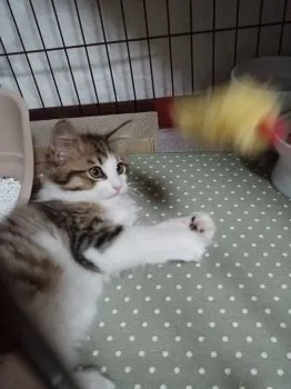 こんぶ 様のお迎えした子猫