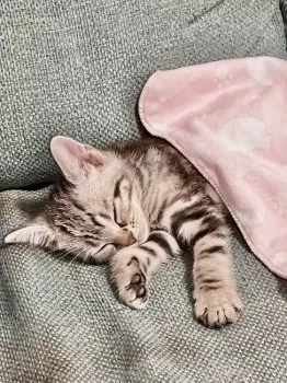 T.S 様のお迎えした子猫