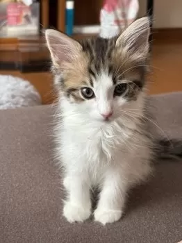 もも 様のお迎えした子猫