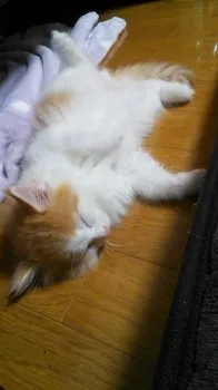 おおぬき 様のお迎えした子猫
