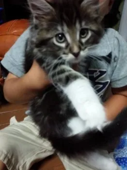 hime 様のお迎えした子猫