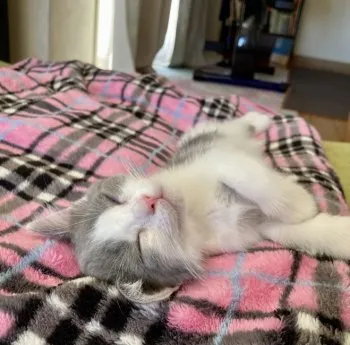 H.N 様のお迎えした子猫