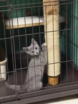 流れ星 様のお迎えした子猫