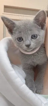 koyuki 様のお迎えした子猫