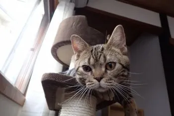 ユリ 様のお迎えした子猫