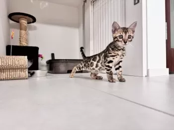 H.Ｉ 様のお迎えした子猫