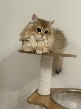 ルカ&モカママ 様のお迎えした子猫