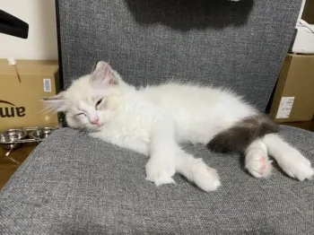 モコ 様のお迎えした子猫