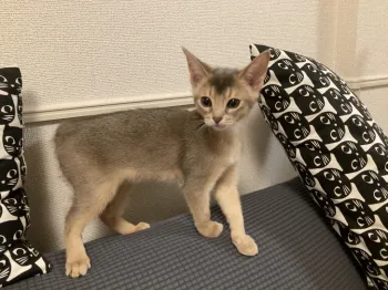 M.T 様のお迎えした子猫