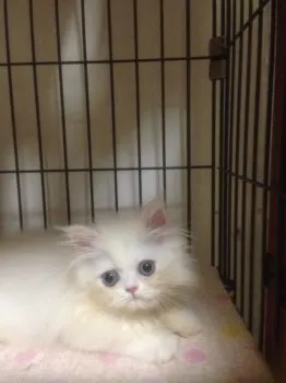 小島　敦子 様のお迎えした子猫