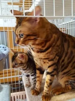 いとしのシェリー 様のお迎えした子猫