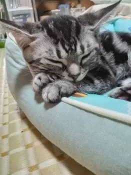 M.M 様のお迎えした子猫