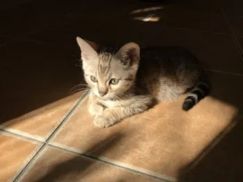 M.K 様のお迎えした子猫