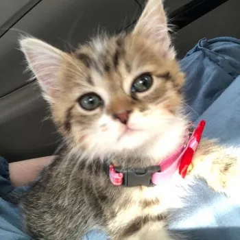 こむぎママ 様のお迎えした子猫