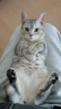 葉月まま 様のお迎えした子猫