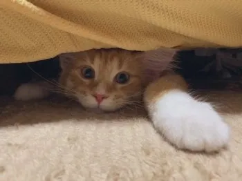 M.F 様のお迎えした子猫